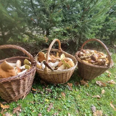 U Ledního Medvěda Apartmán