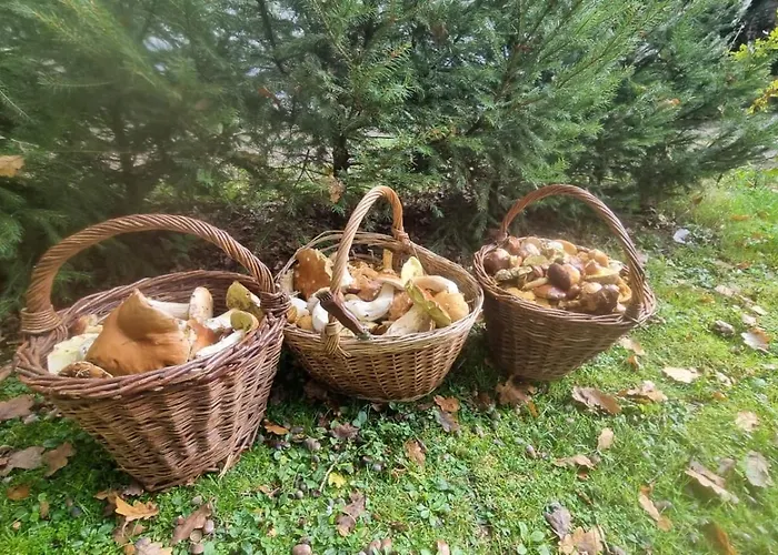 U Ledniho Medveda Apartament